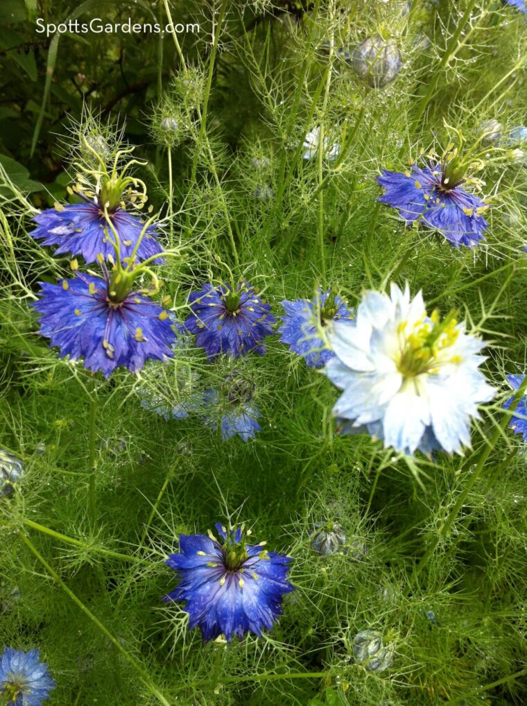 Blue and white nigella flowers