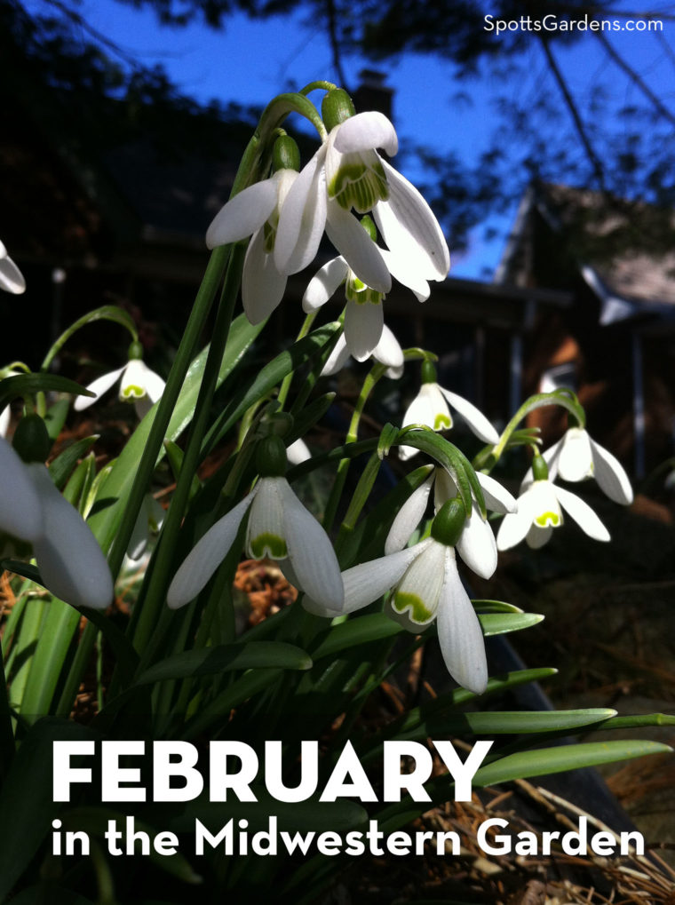 February in the Midwestern Garden
