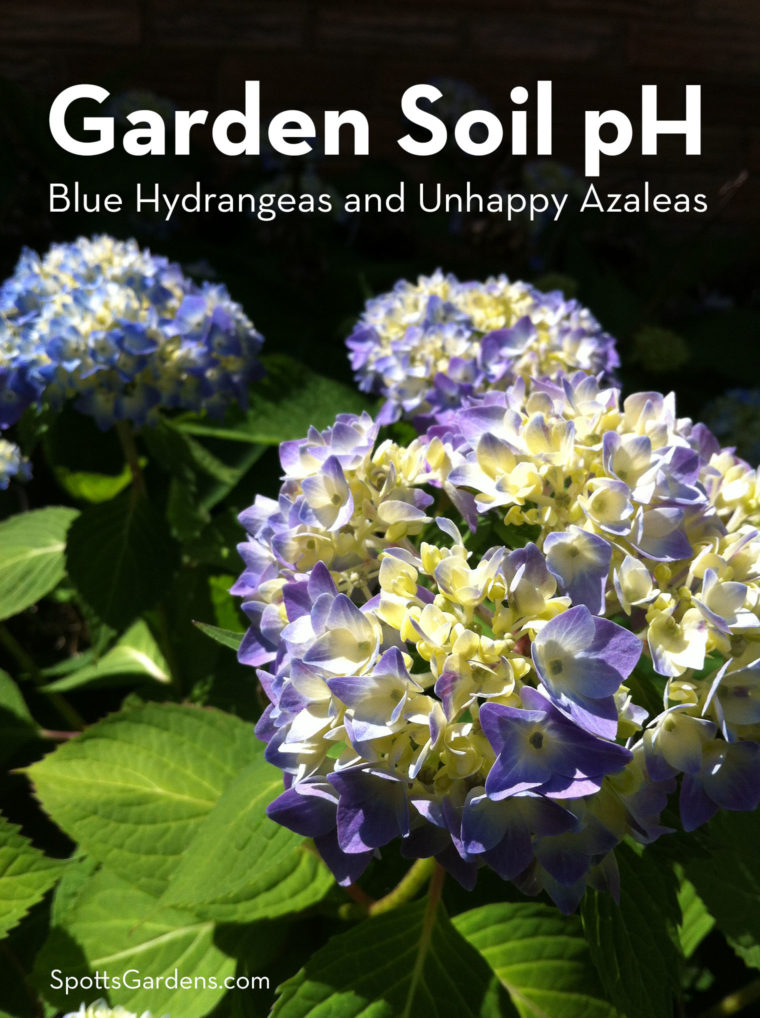 Garden Soil pH: Blue Hydrangeas and Unhappy Azaleas