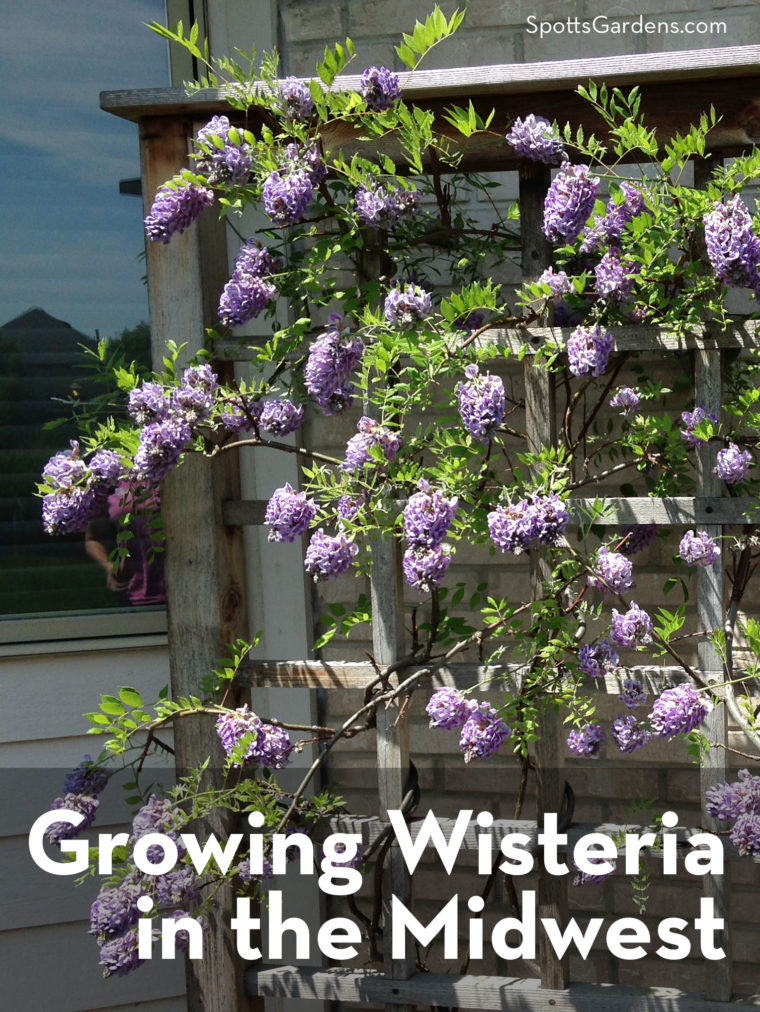 Growing Wisteria in the Midwest