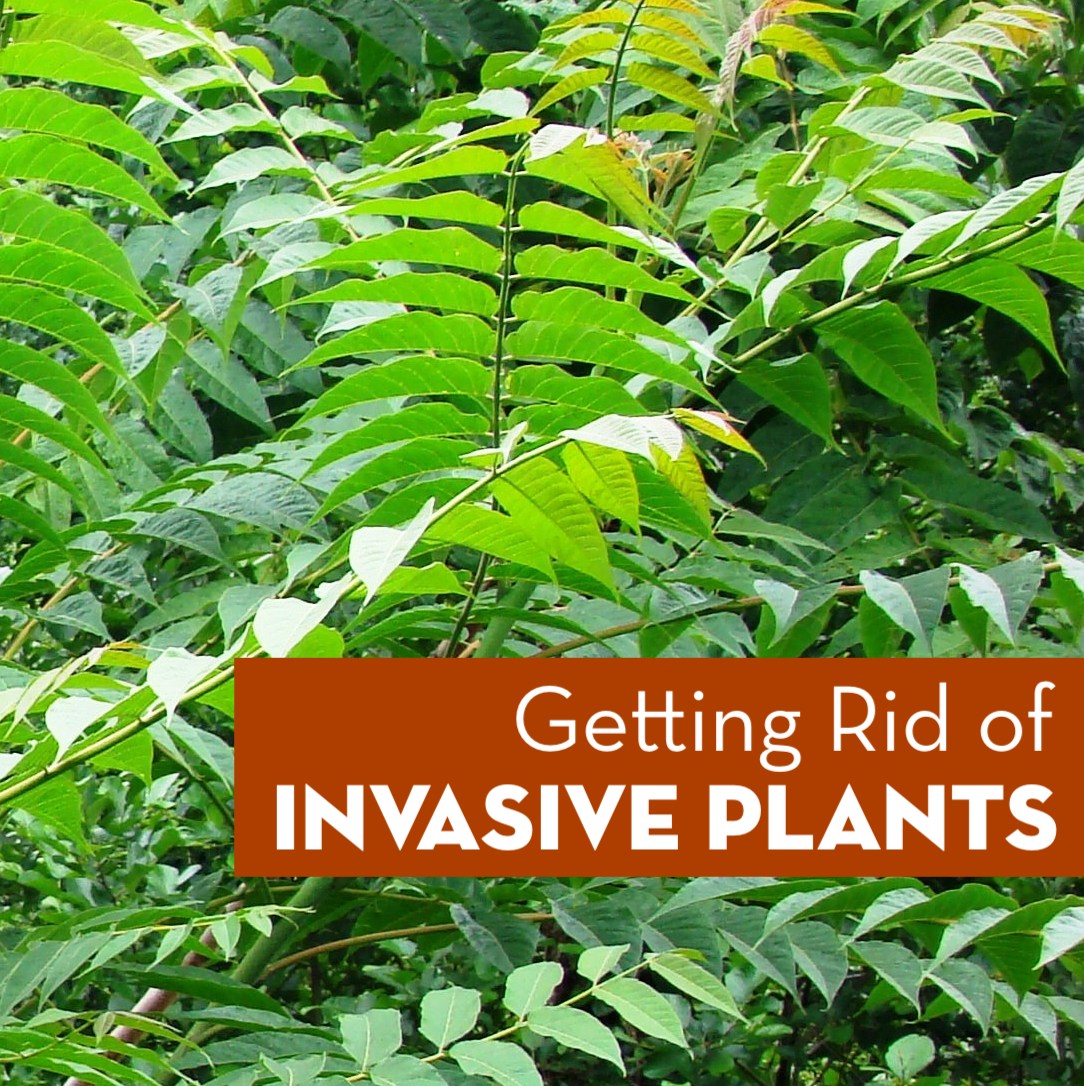 Getting Rid of Invasive Plants Thumbnail Spotts Garden Service