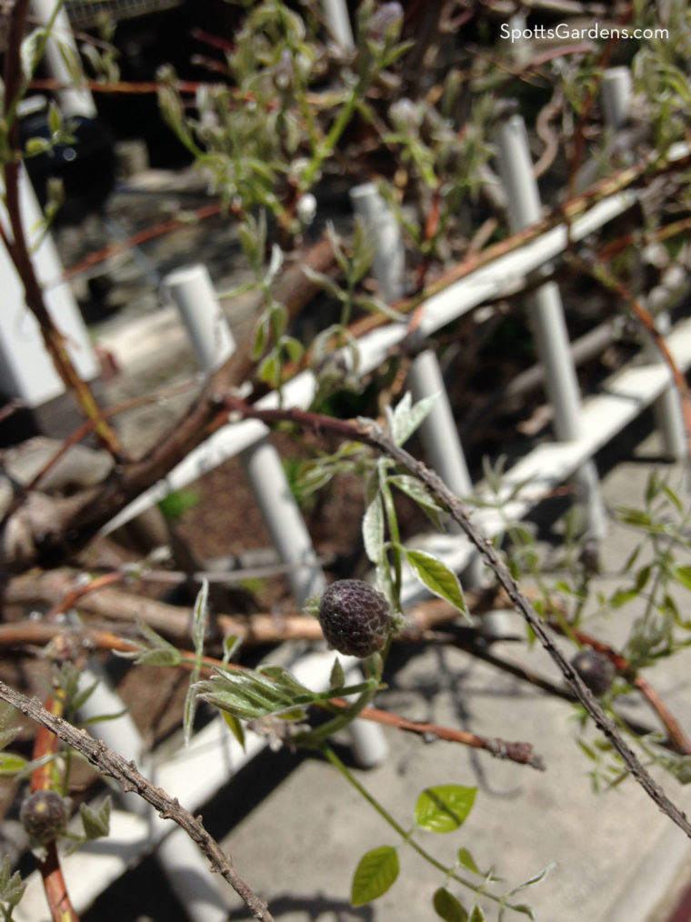 Single wisteria bud
