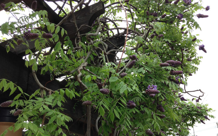 Asian wisteria vines