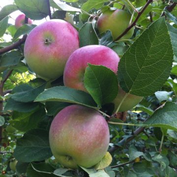 Apples on tree