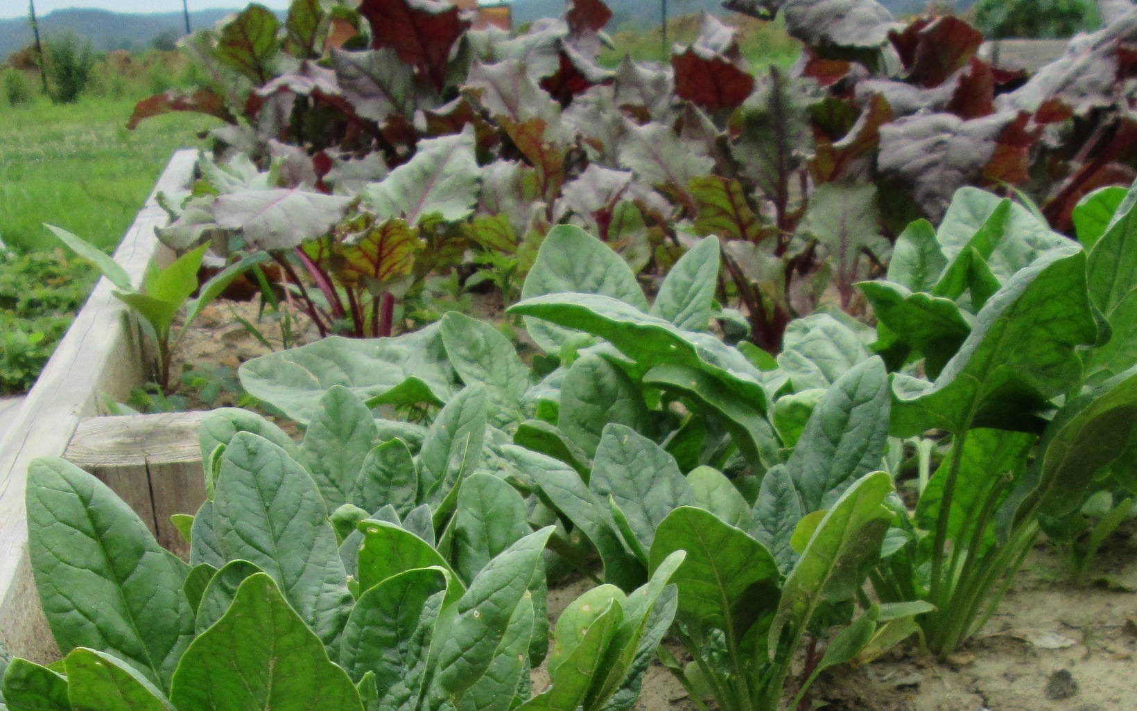 Raised food garden