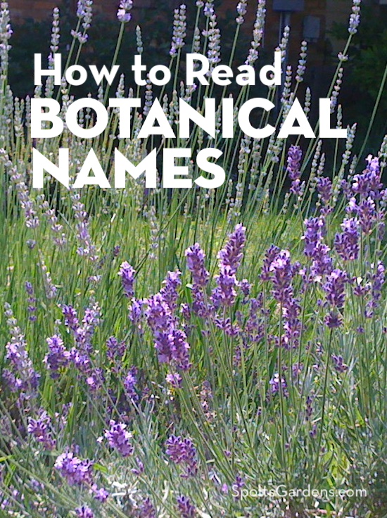 How to Read Botanical Names
