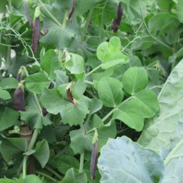 Peas and cabbage in raised bed