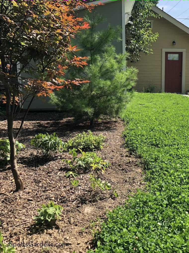 Clover substitutes for turf grass in this lawn