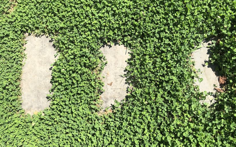 Turfgrass Alternatives for Low-Maintenance Lawns