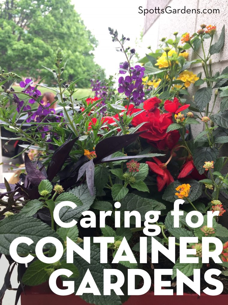 Caring for Container Gardens