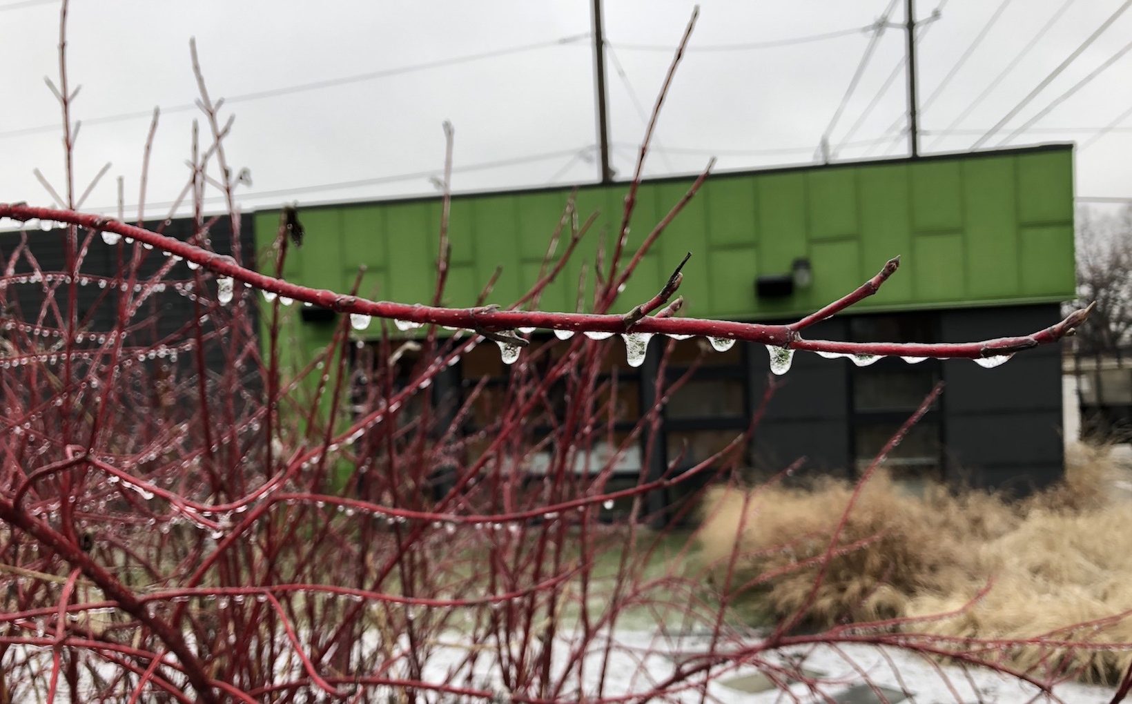 Frost and Freeze in the Garden Spotts Garden Service