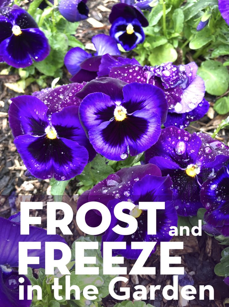 Frost and Freeze in the Garden