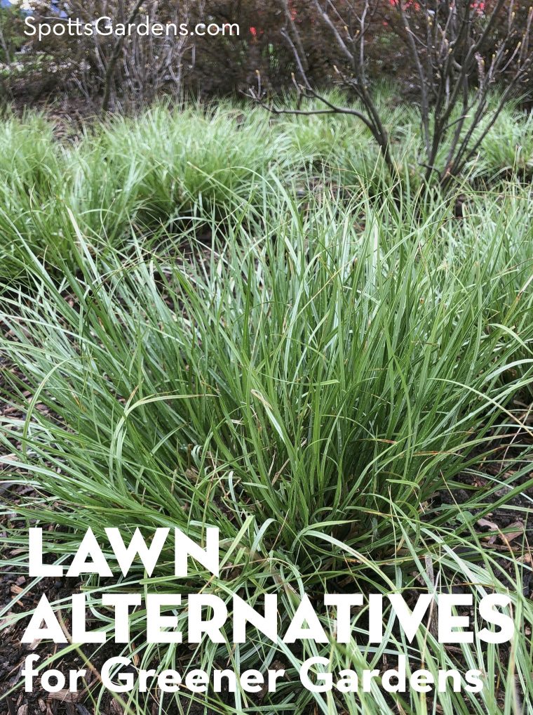 Lawn Alternatives for Greener Gardens