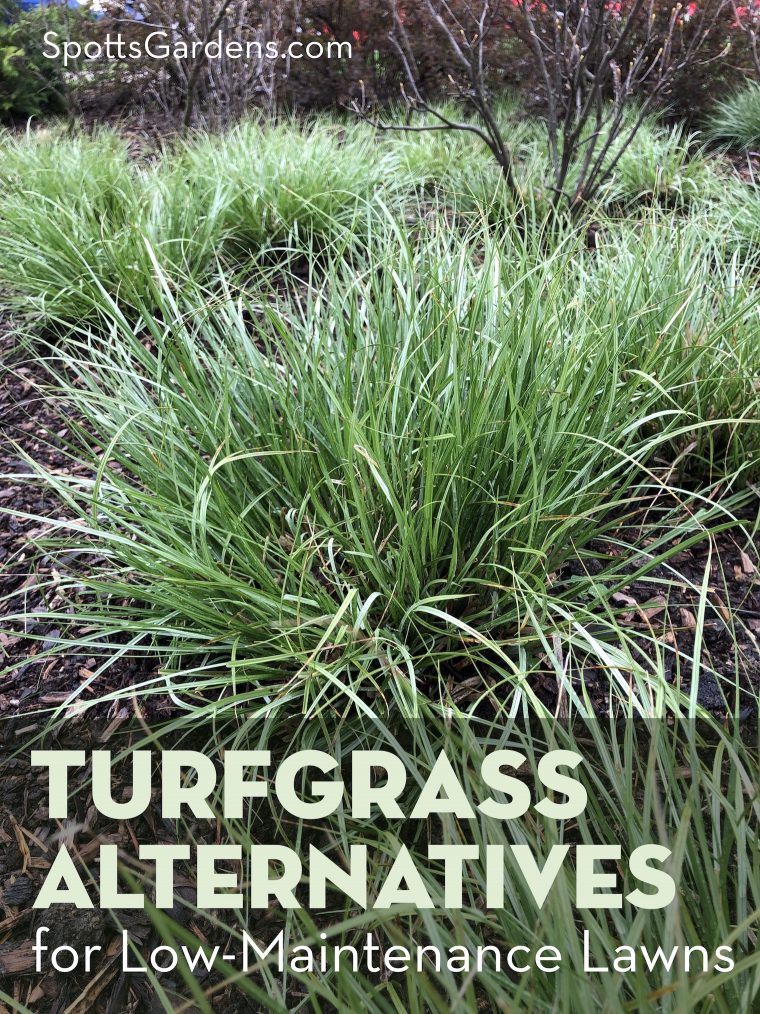 Turfgrass alternatives for low-maintenance lawns