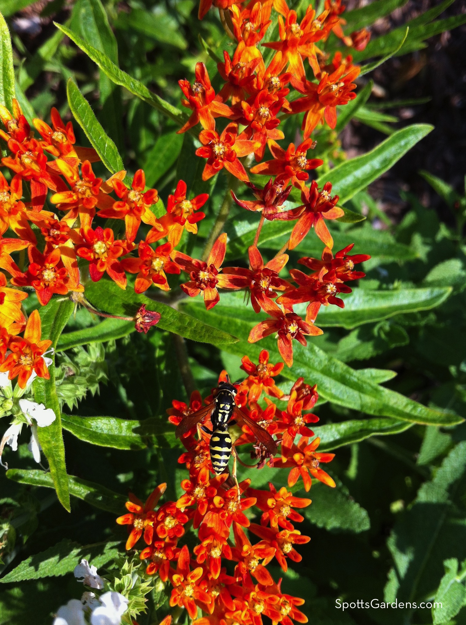 Indiana native perennial Asclepias tuberosa