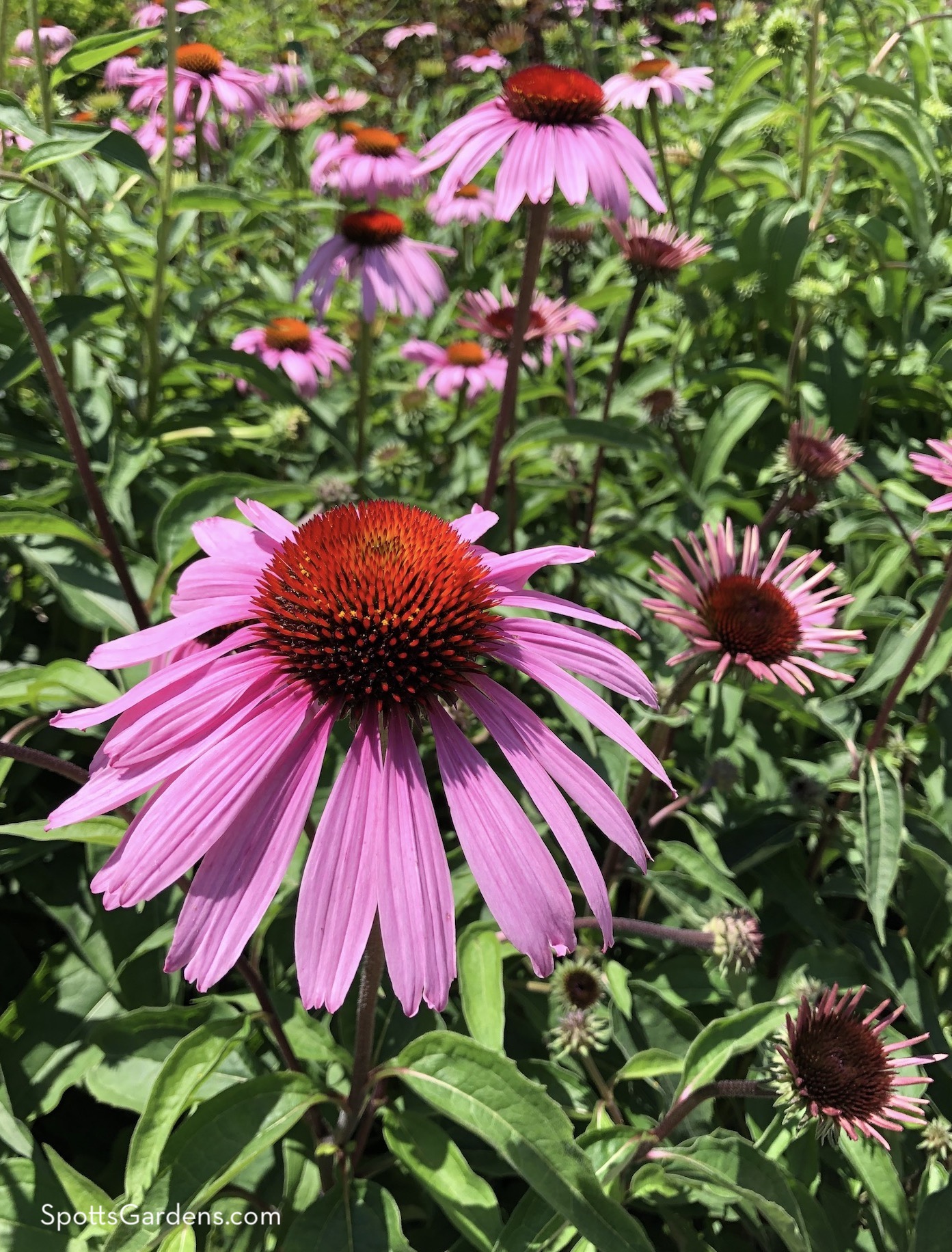 Purple coneflower in bloom