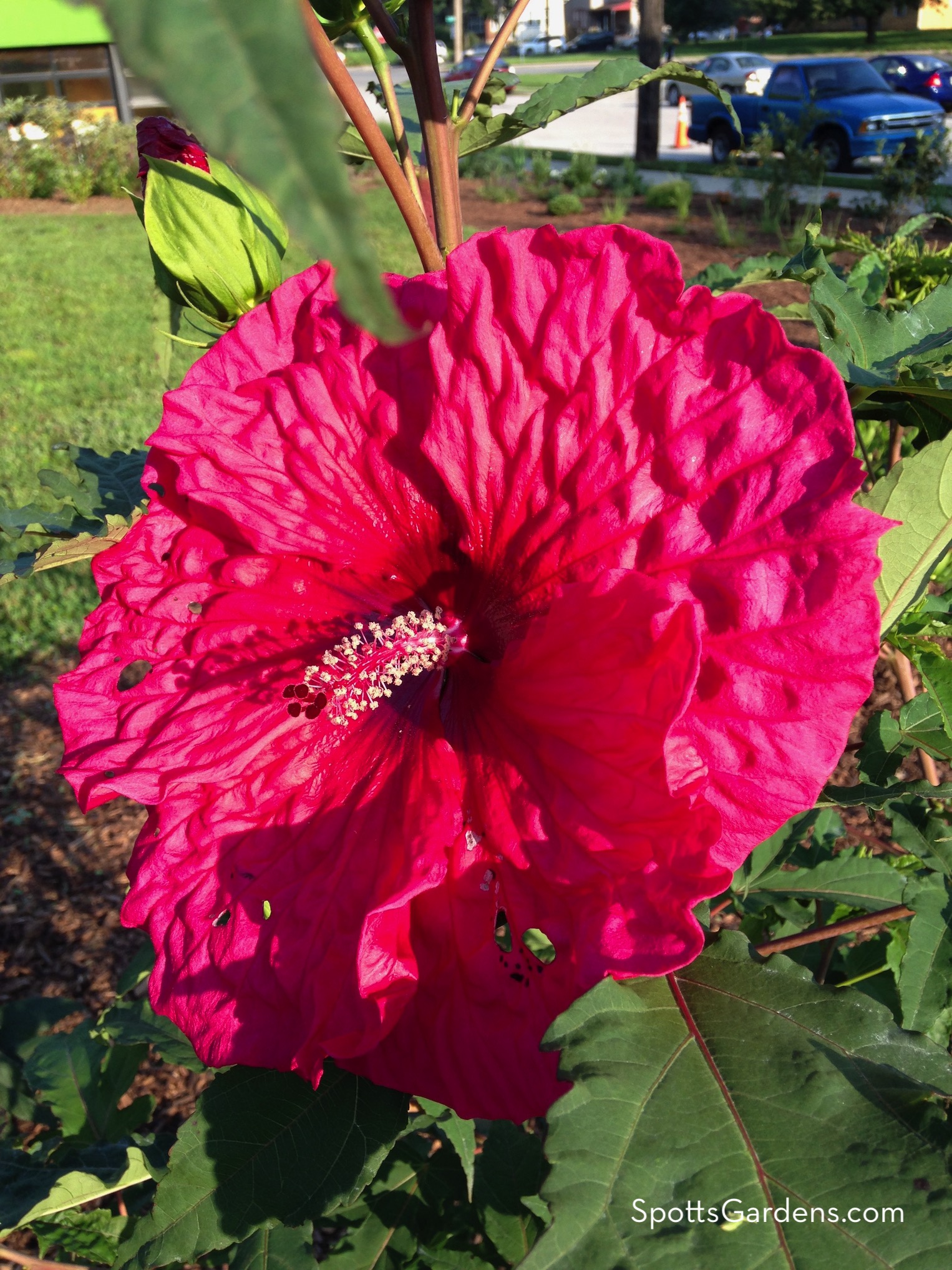 Indiana native hibiscus in bloom