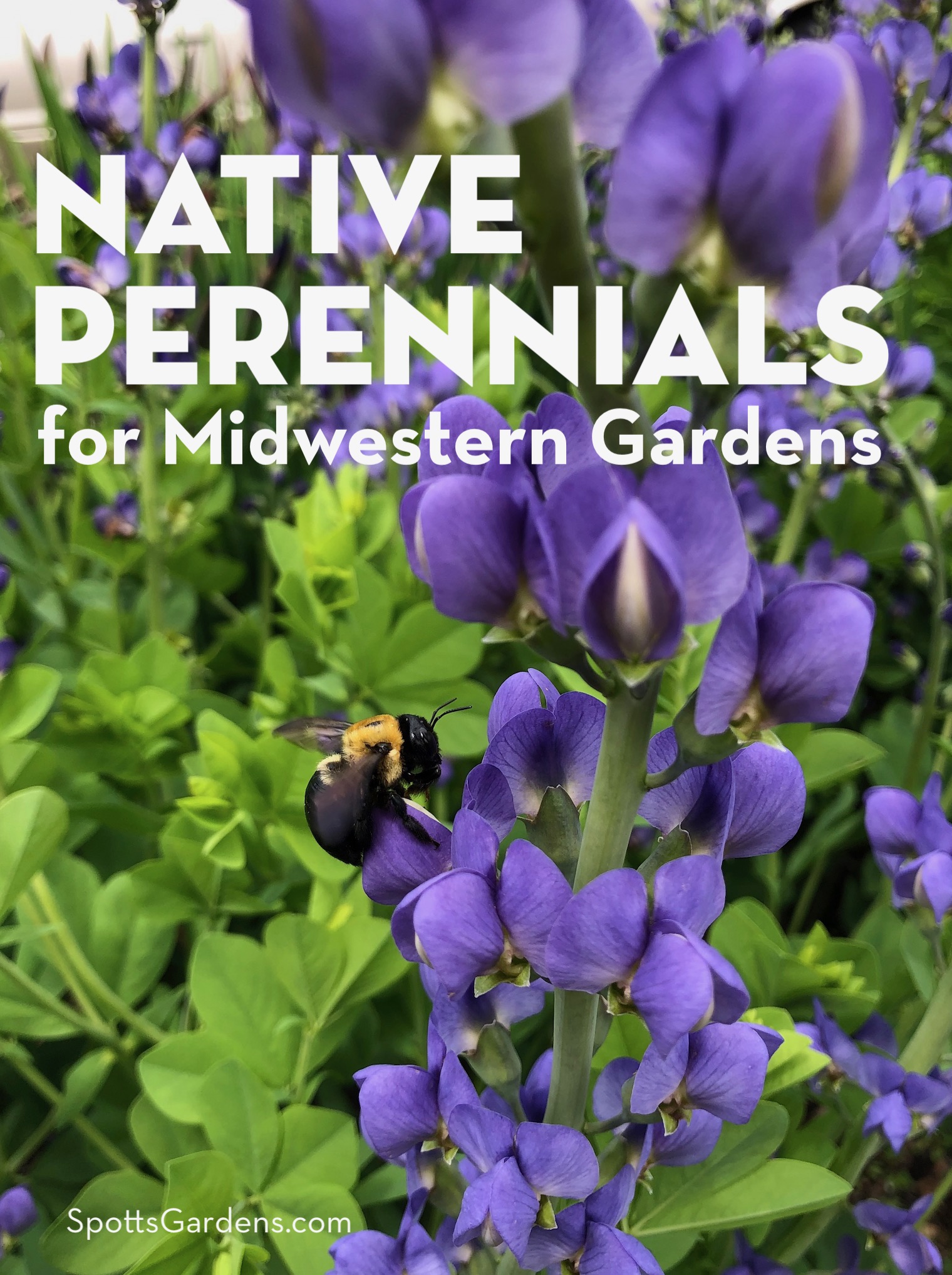 Native Perennials for Midwestern Gardens