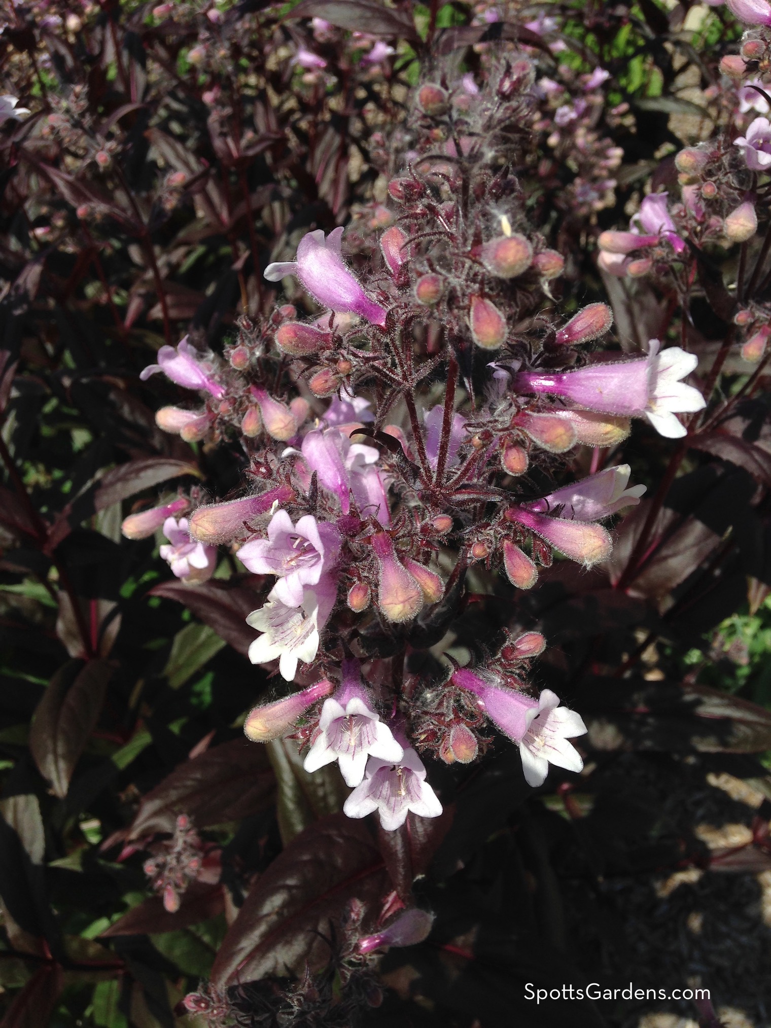 Indiana native perennial Penstemon digitalis 'Husker Red'