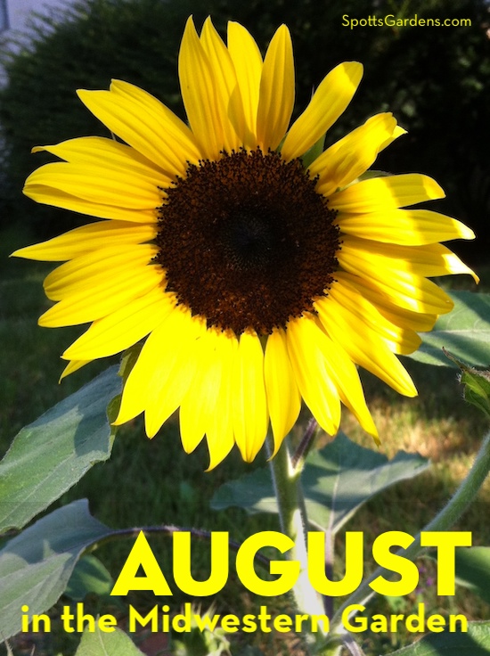 August in the Midwestern Garden