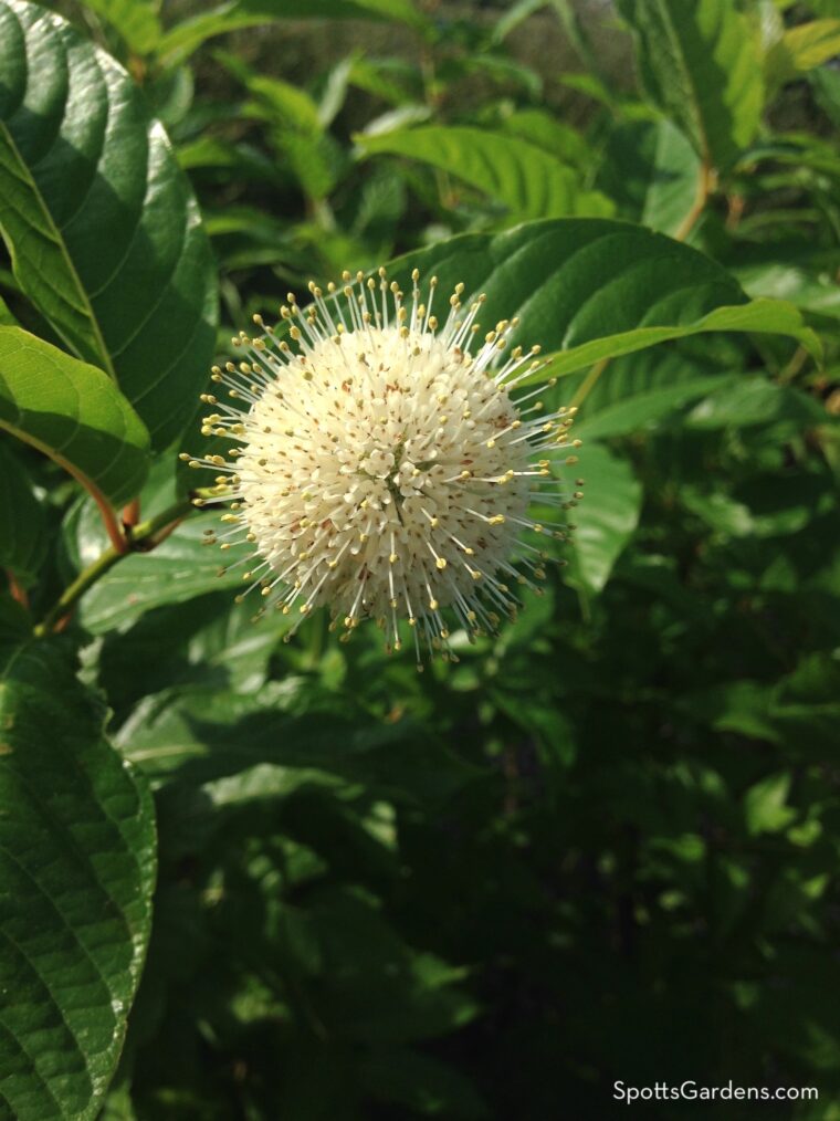 Buttonbush