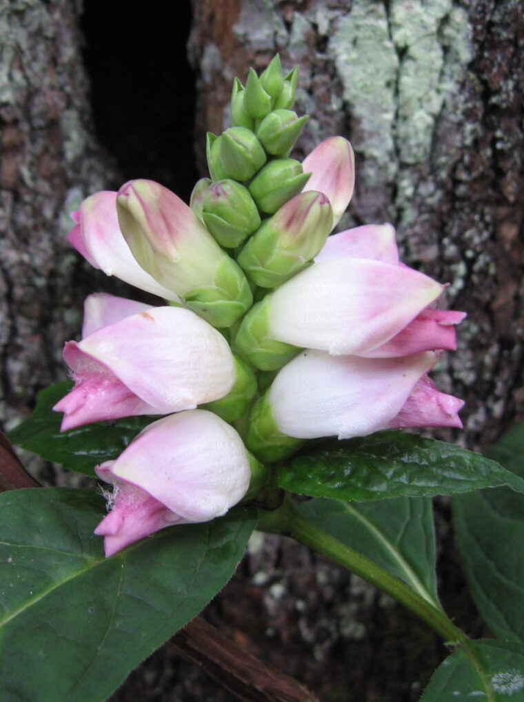 Pink and white flower of Chelone glabra