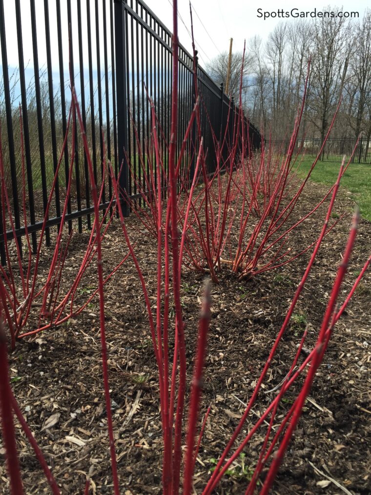 Red-twig dogwood