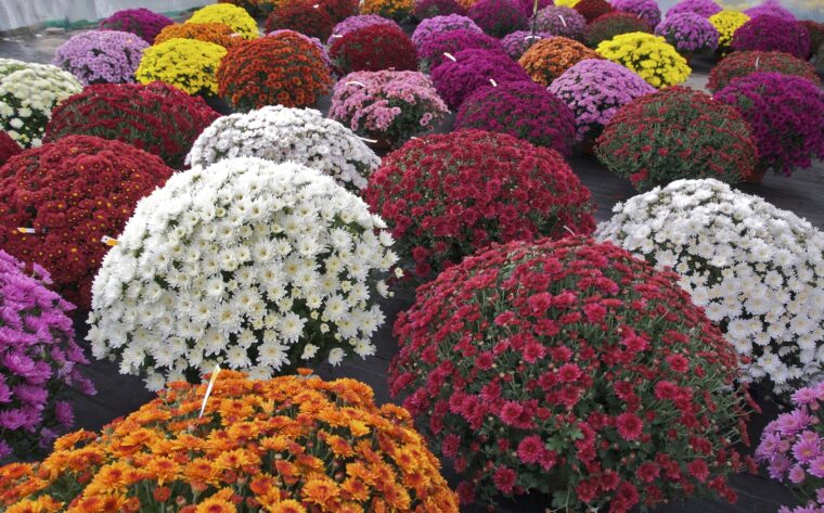 Potted mums in several colors