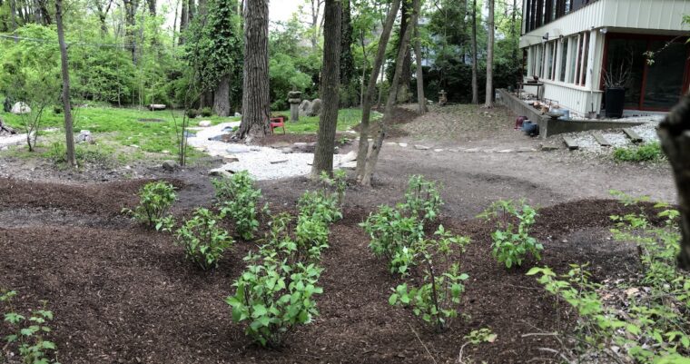 Rain garden planted with red twig dogwood