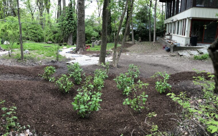 Rain garden planted with red-twig dogwood