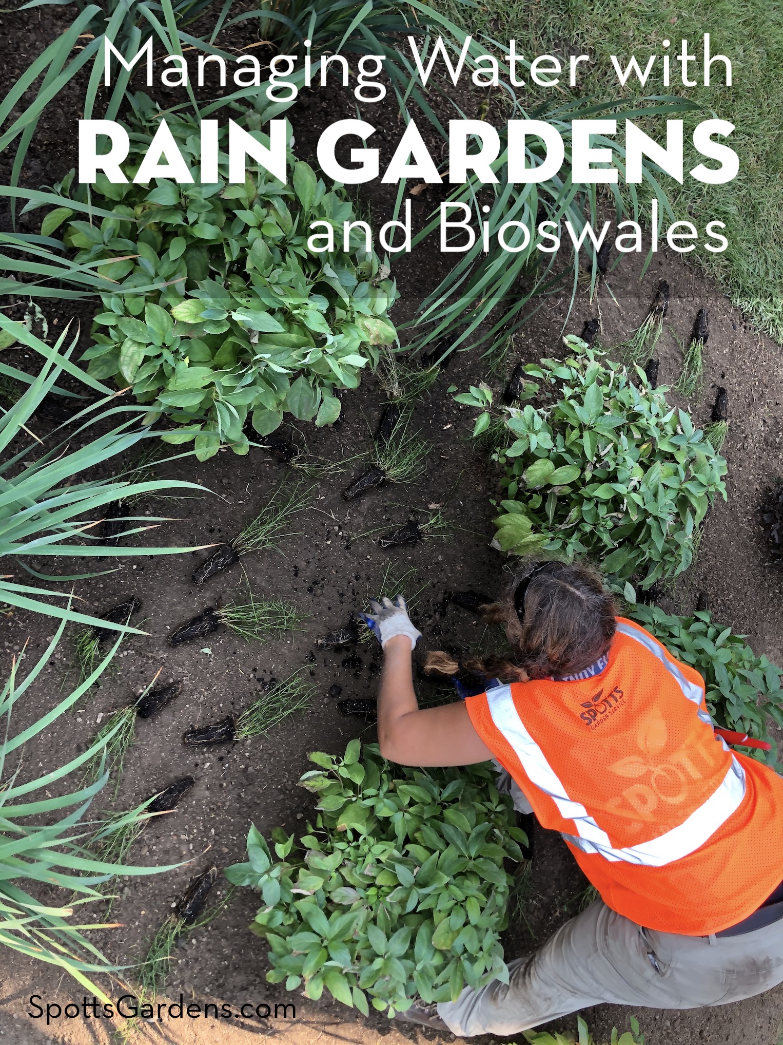 Managing water with rain gardens and bioswales