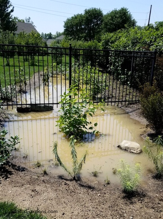 Water standing in rain garden basin.