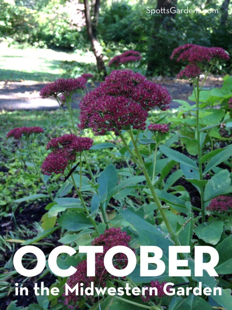 October in the Midwestern Garden