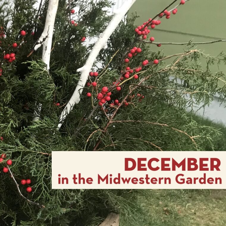 December in the Midwestern Garden
