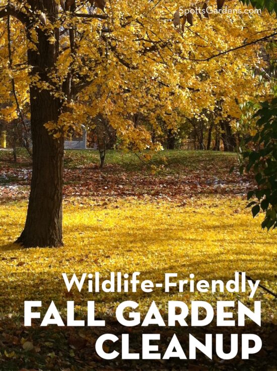 Wildlife-Friendly Fall Garden Cleanup