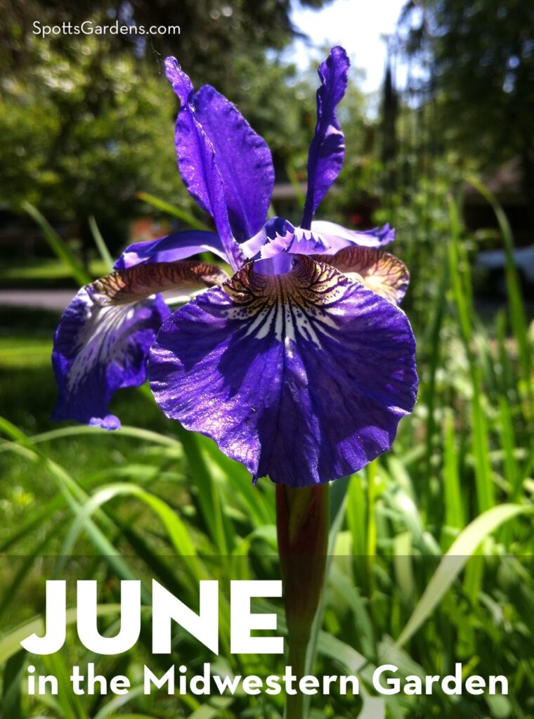 June in the Midwestern Garden