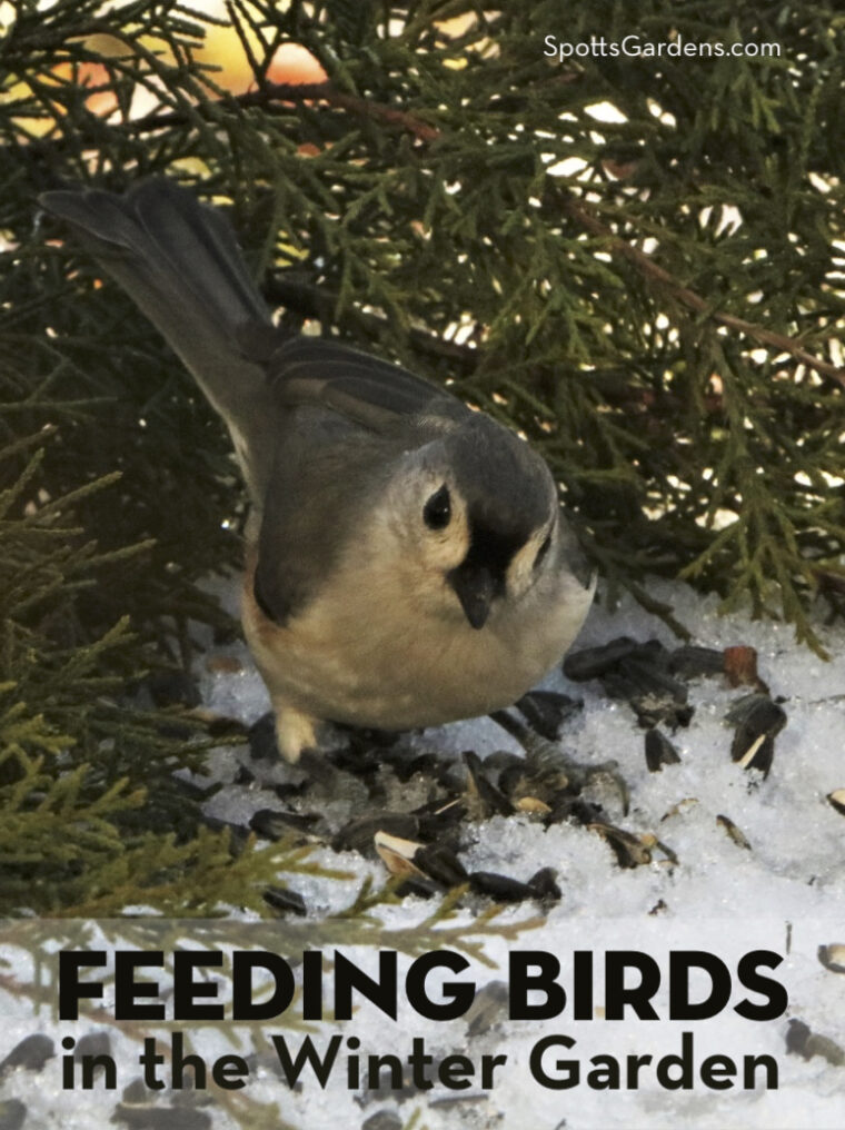 Feeding Birds in the Winter Garden