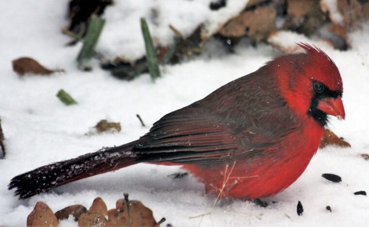 Cardinal in snow header