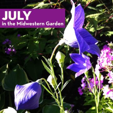 July in the Midwestern Garden