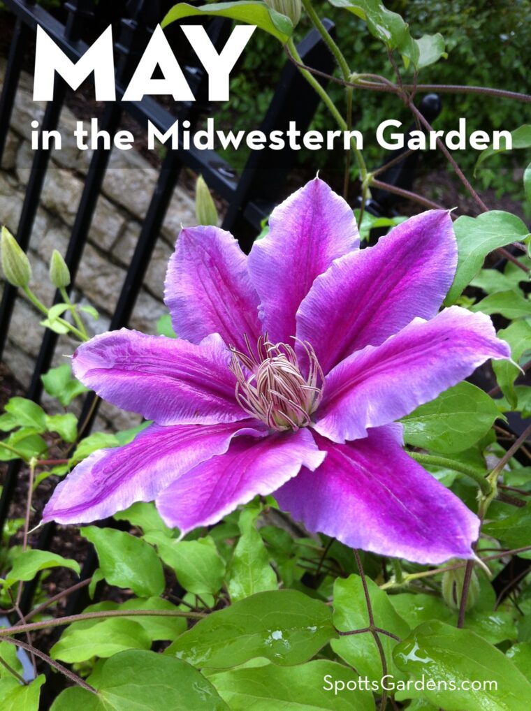 May in the Midwestern Garden