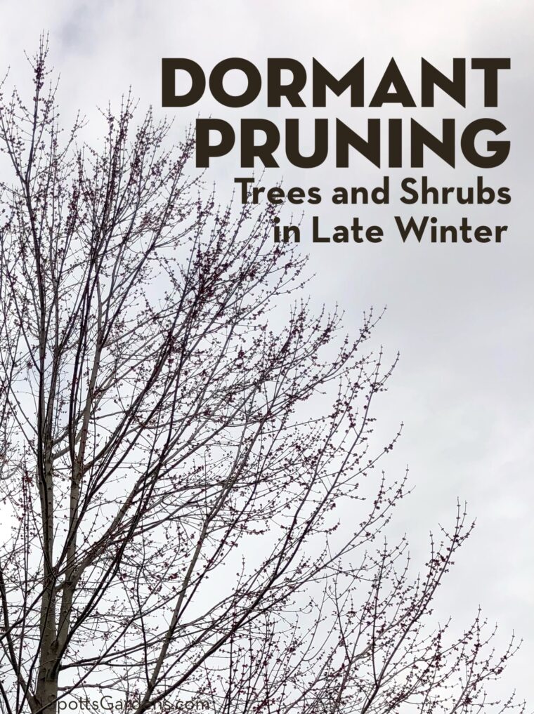 Dormant Pruning Trees and Shrubs in Late Winter