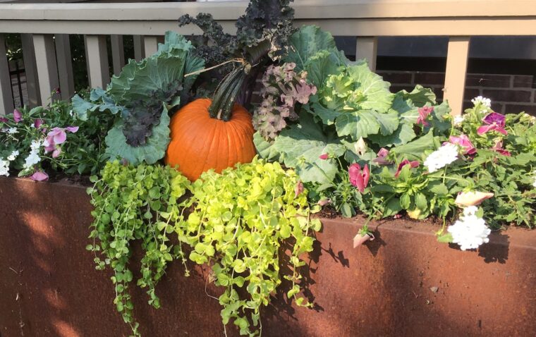 Metal planter with pumpkin and fall plants