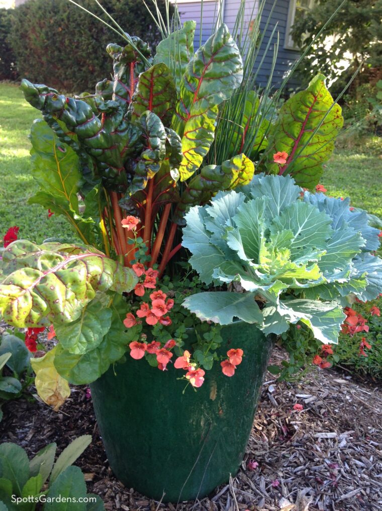 Fall container with chard