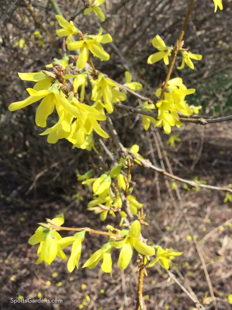 Bright yellow forsythia blooms
