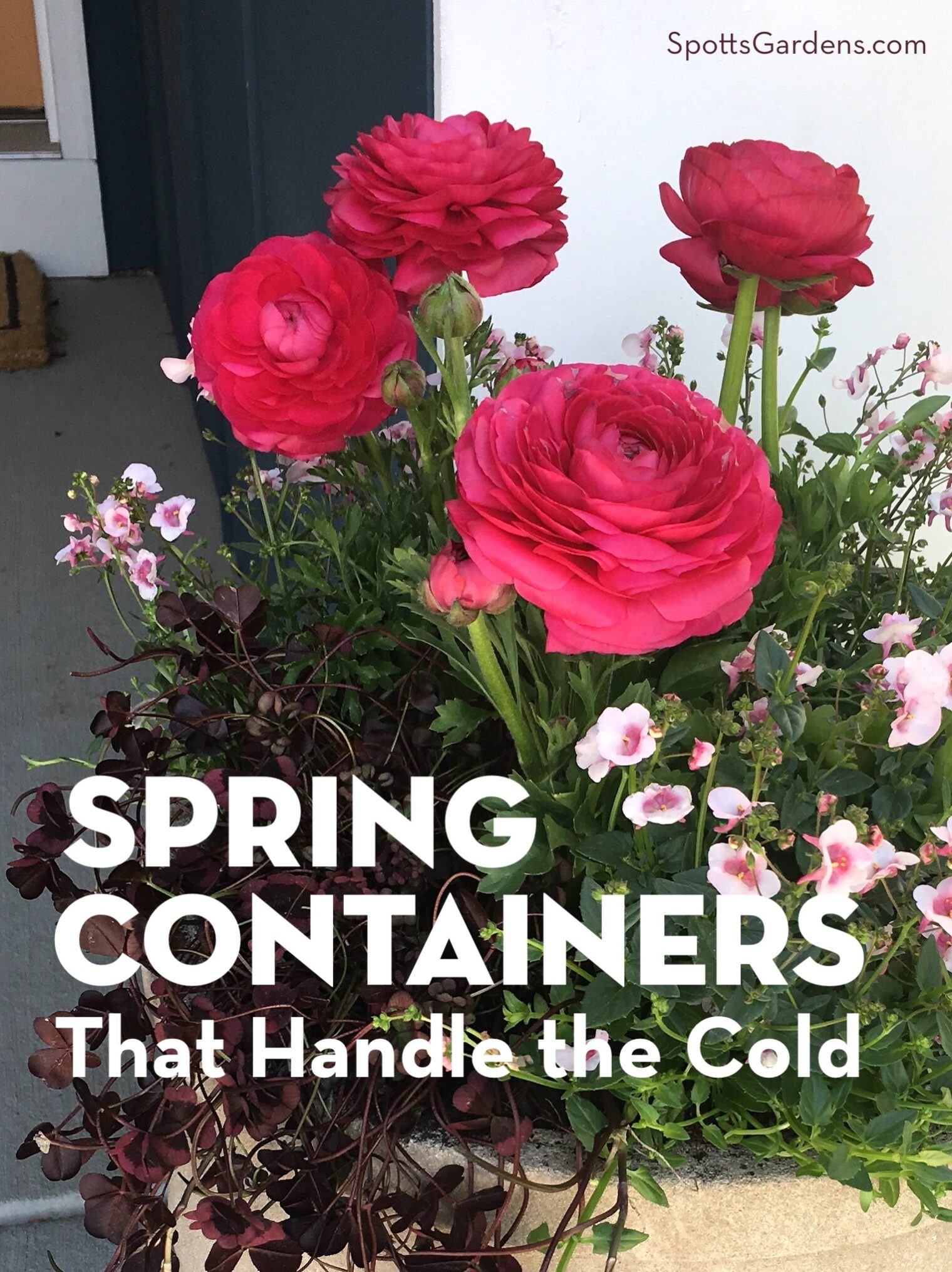 Spring containers that handle the cold