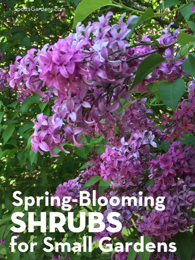 Spring-Blooming Shrubs for Small Gardens
