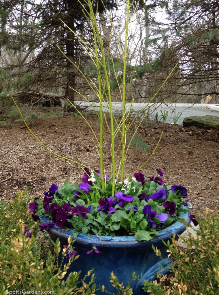 Purple pansies and yellow twigs in blue pot