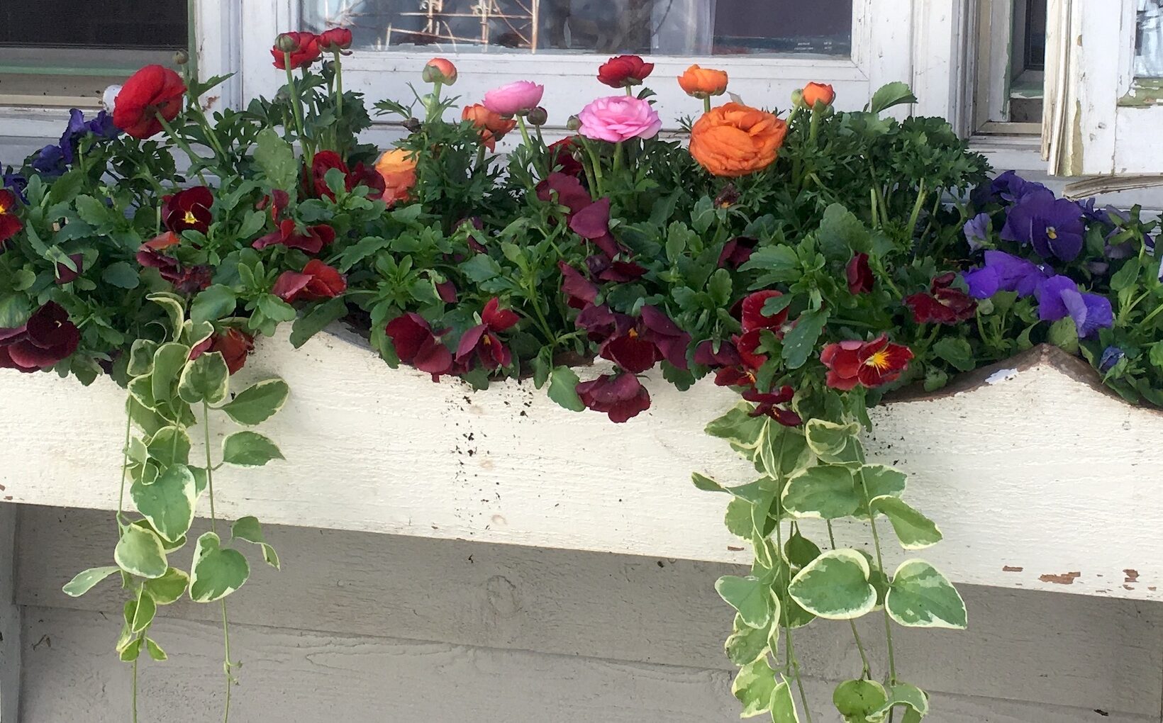 Spring Containers That Handle the Cold Spotts Garden Service