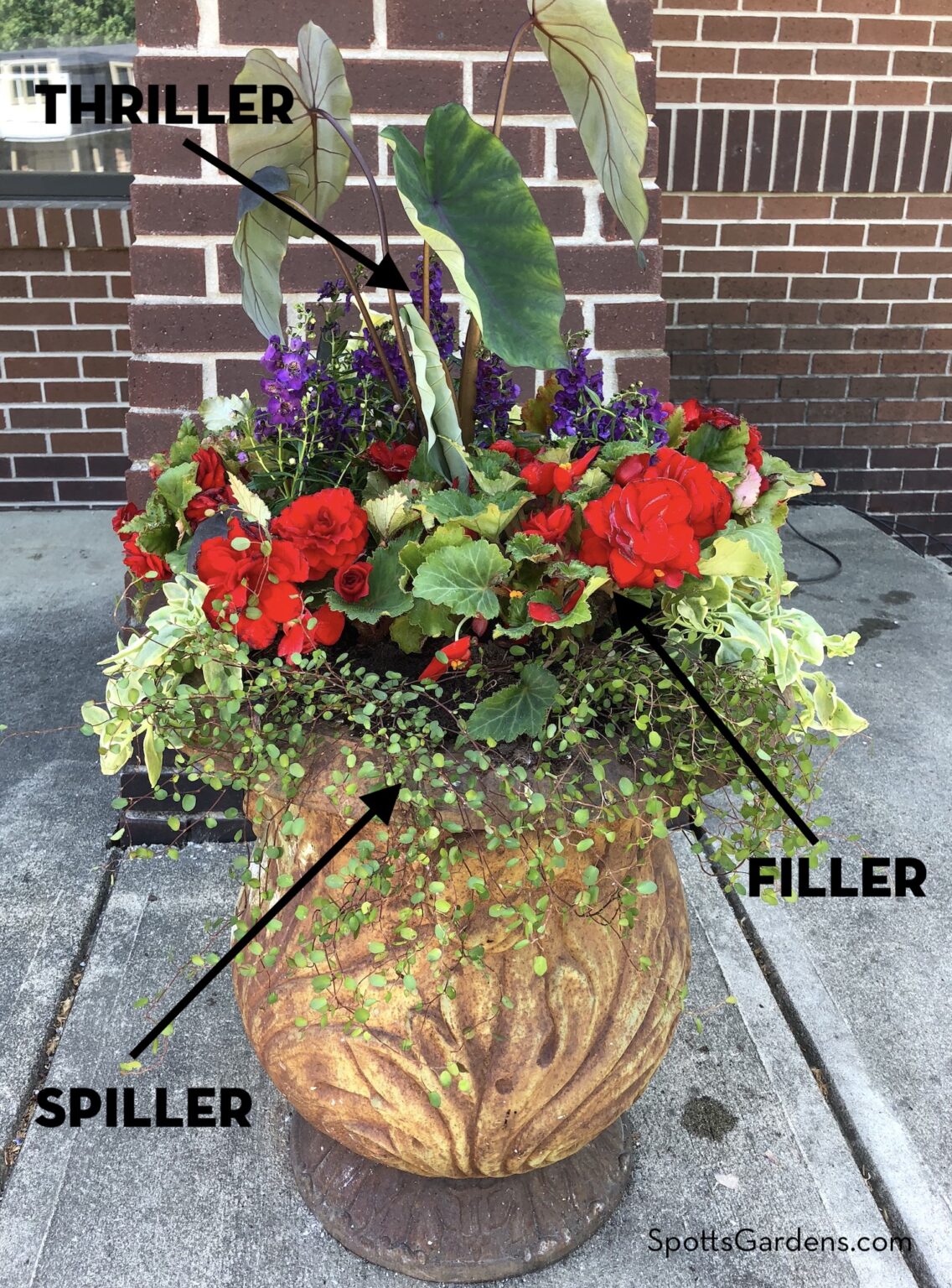 Thriller Filler Spiller Spotts Garden Service