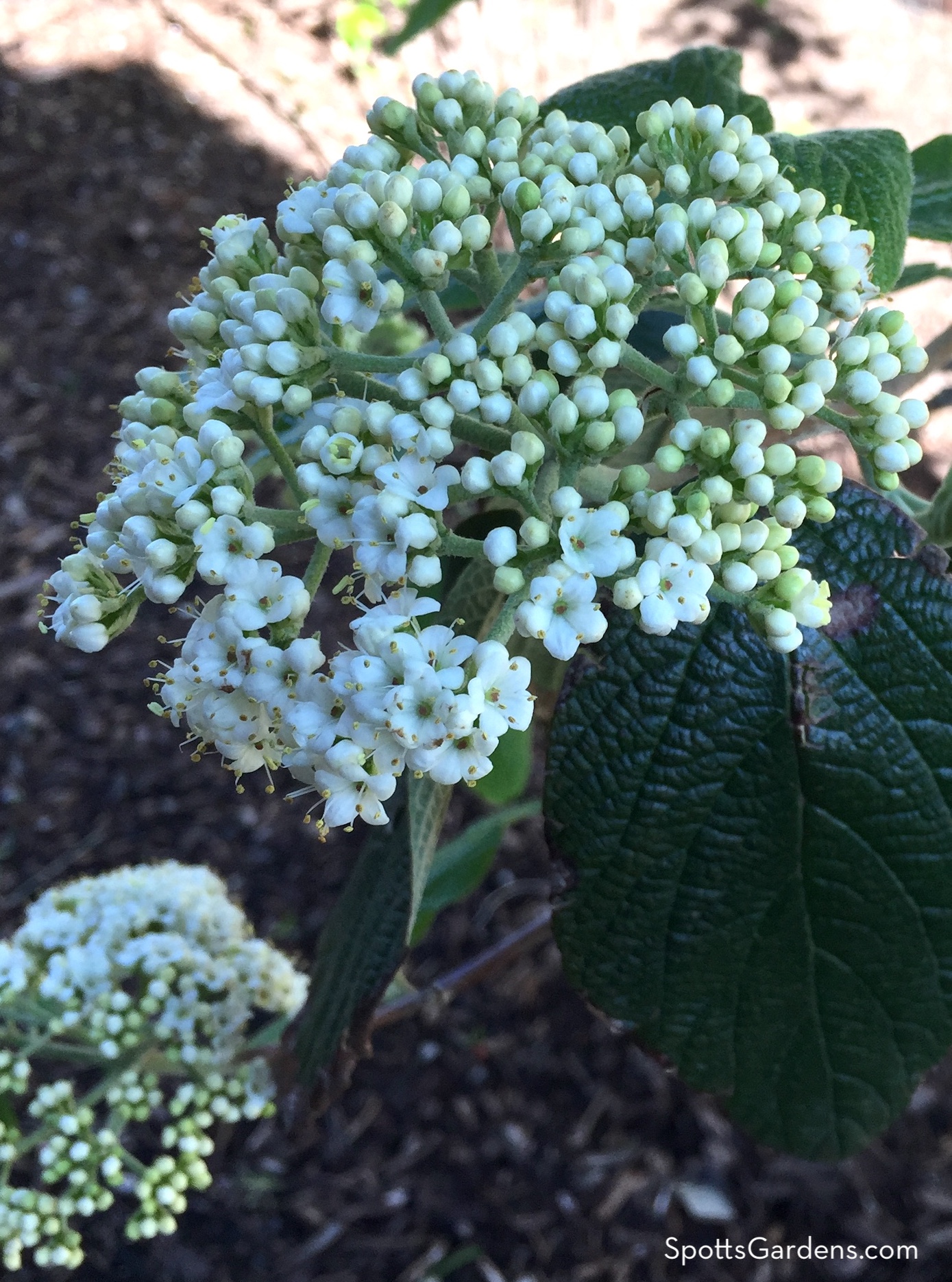 Viburnum bloom